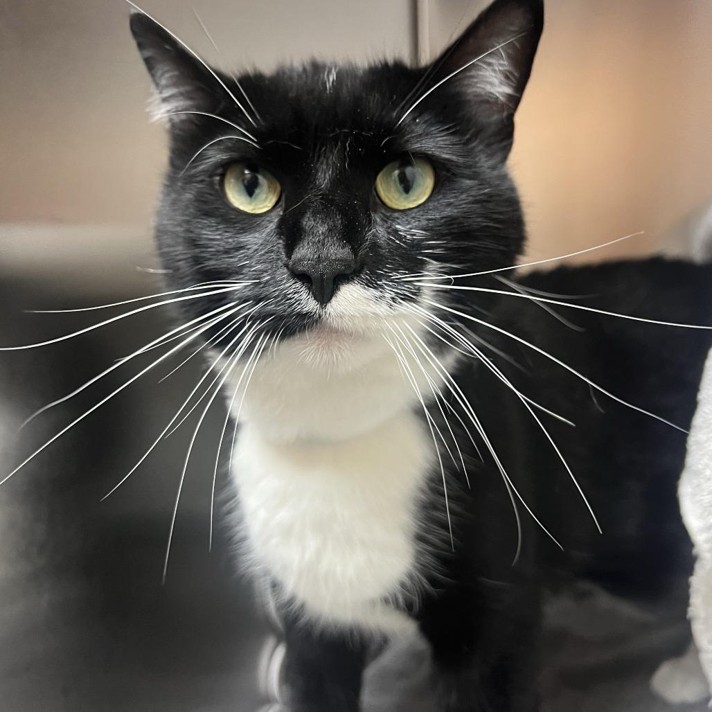 Coconut, a Adoptable Domestic Short Hair in Pasadena, CA image 4/4