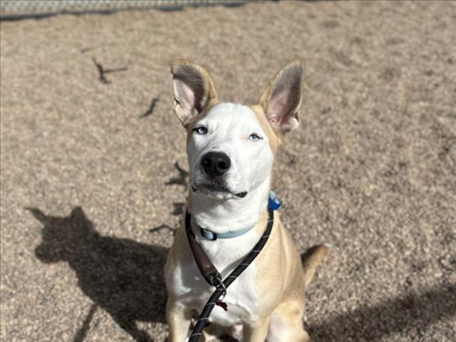 Enlarge BLITZ, a Adoptable mixed breed in Loveland, CO image 1/1