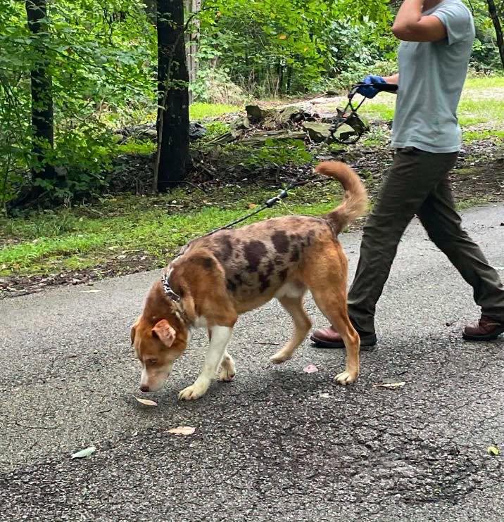 Ace, Adoptable, Adult Male Australian Cattle Dog / Blue Heeler.