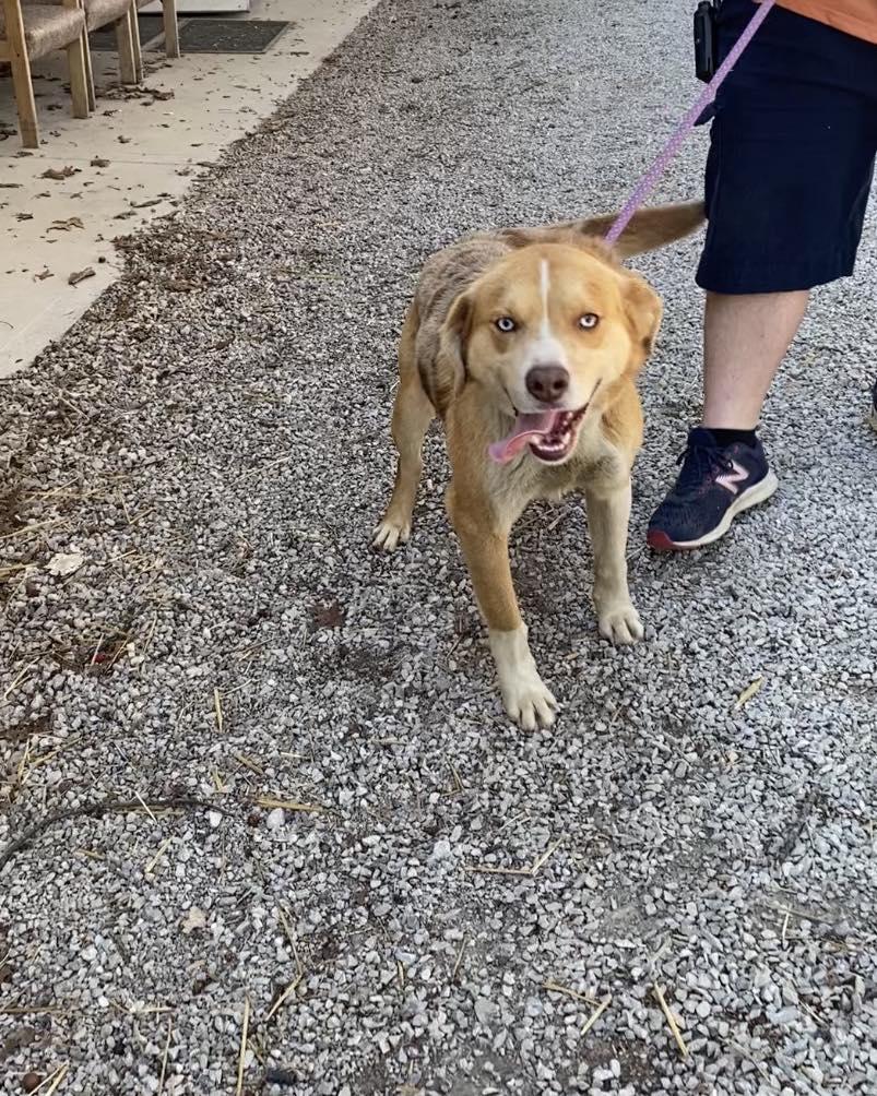 Enlarge Ace, a Adoptable Australian Cattle Dog / Blue Heeler in Frenchburg, KY image 2/3