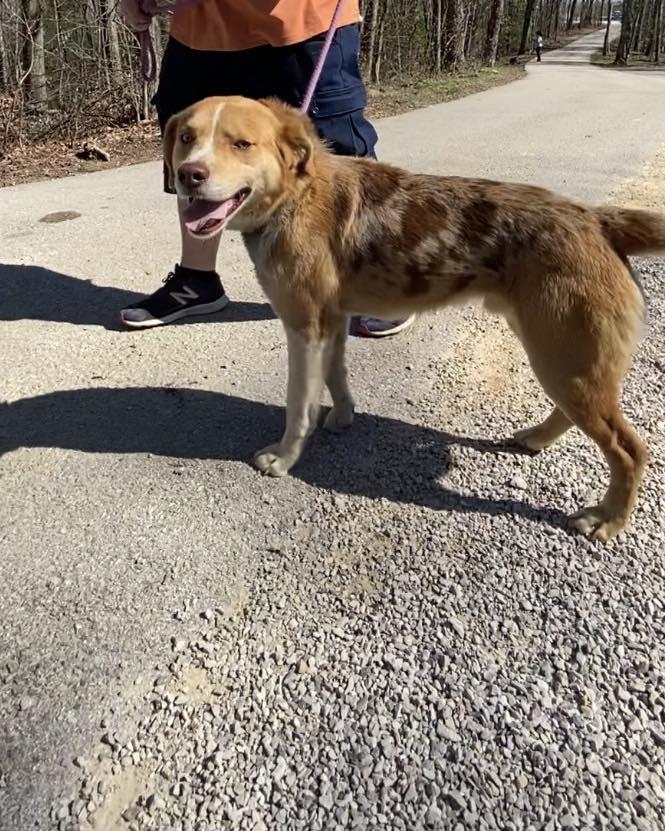 Enlarge Ace, a Adoptable Australian Cattle Dog / Blue Heeler in Frenchburg, KY image 3/3