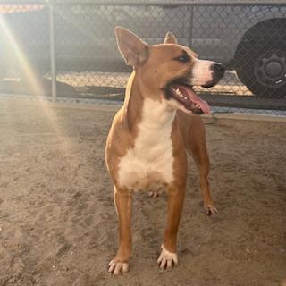 NEDA, Adoptable, Young Female Pit Bull Terrier.