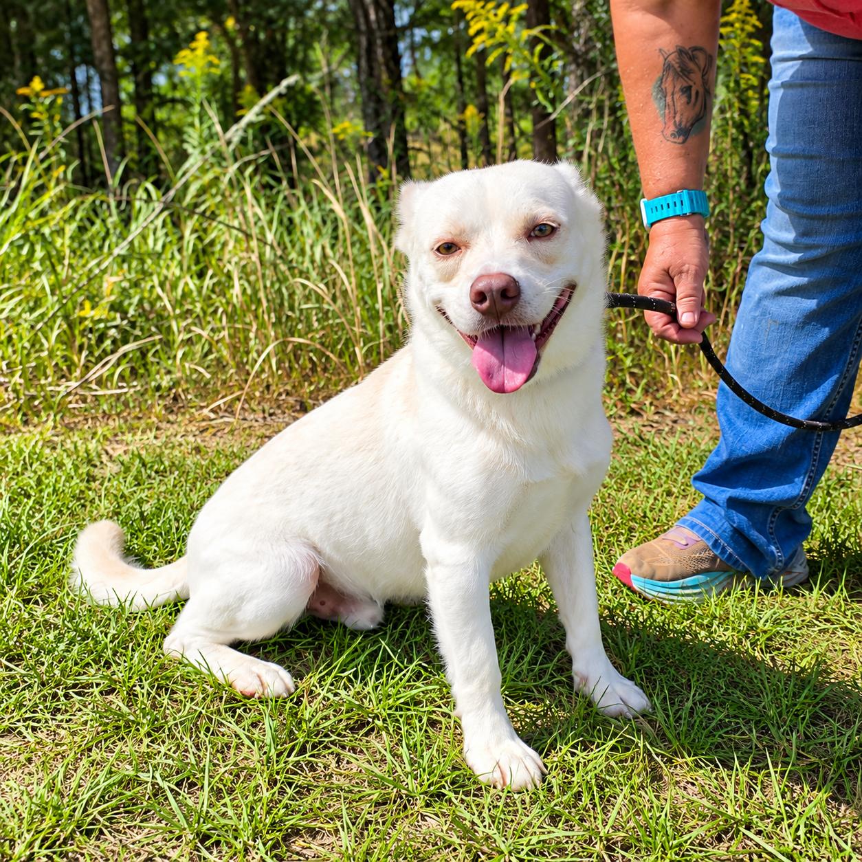 Enlarge Johnny, a Adoptable mixed breed in Southfield , MI image 4/6