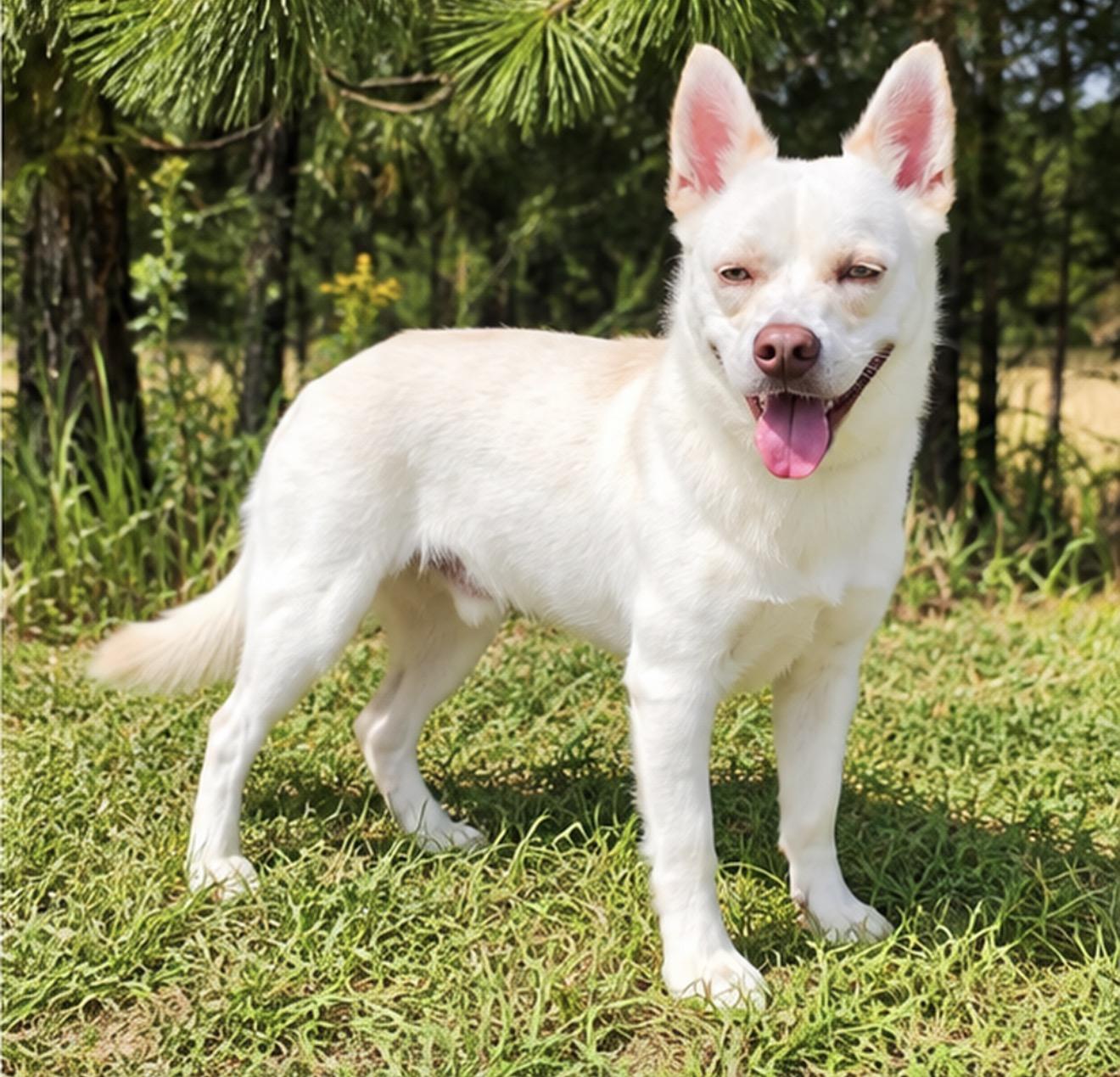 Enlarge Johnny, a Adoptable mixed breed in Southfield , MI image 3/6