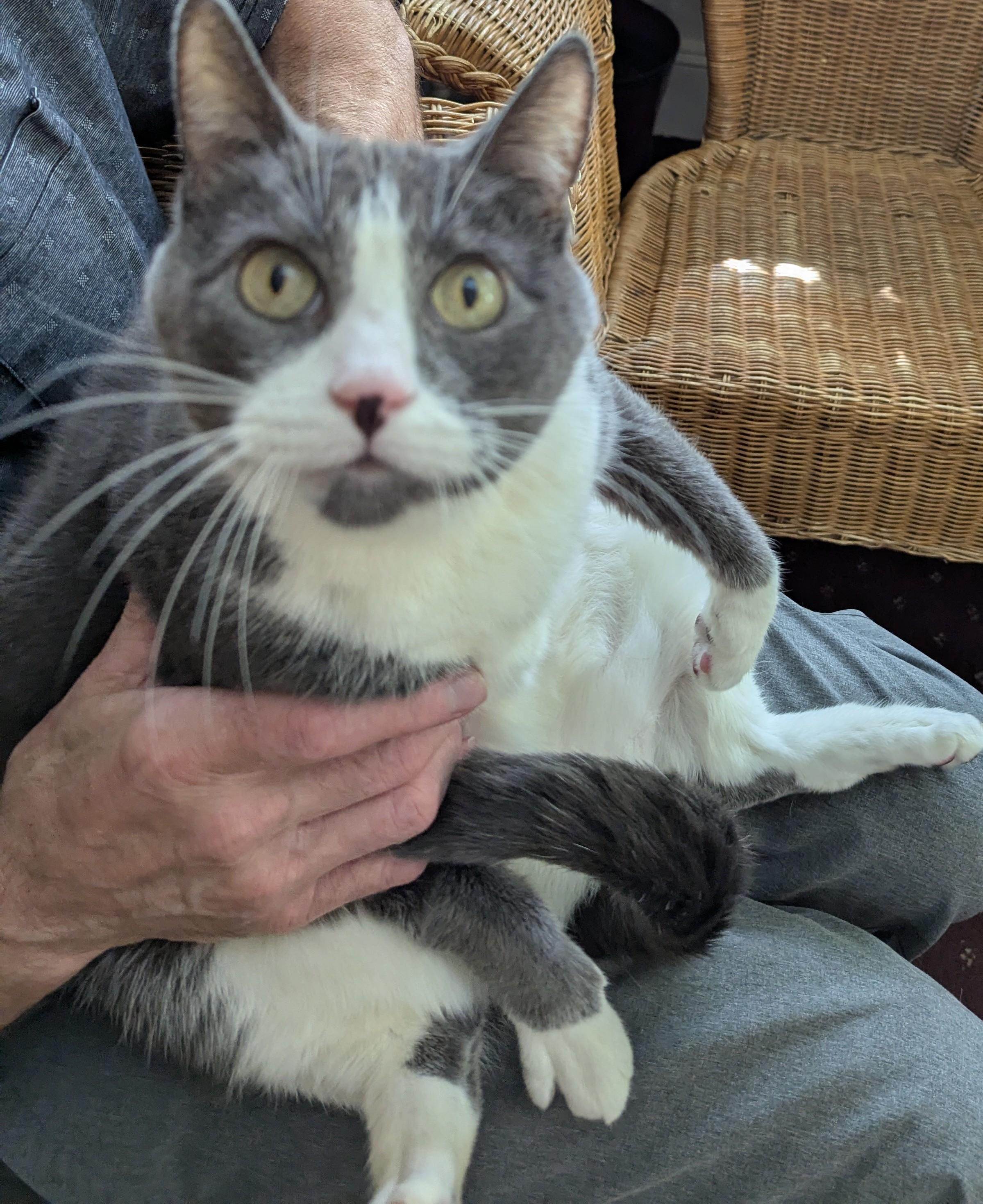 Enlarge Tip, a Adoptable Domestic Short Hair in Weehawken, NJ image 2/4