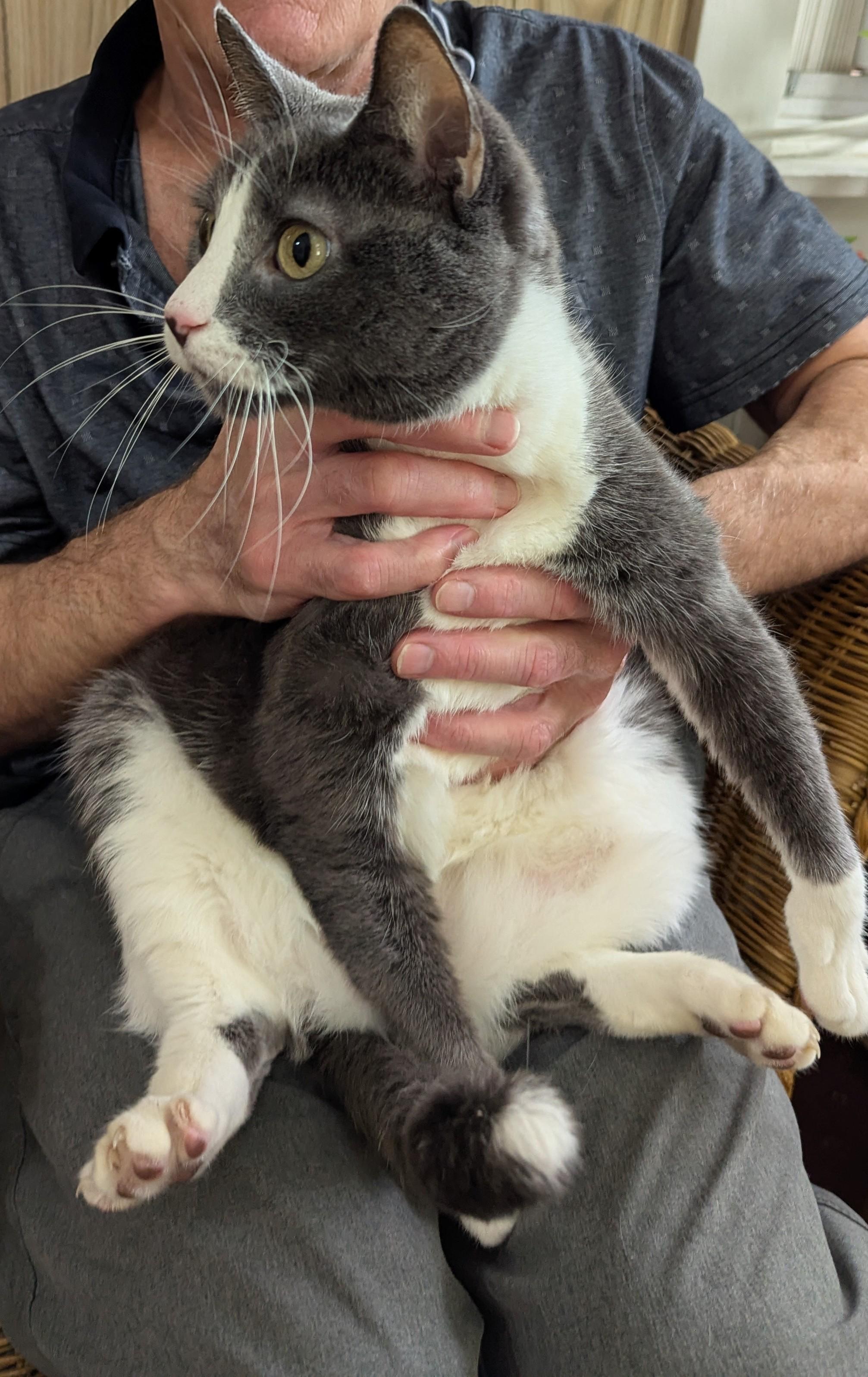 Enlarge Tip, a Adoptable Domestic Short Hair in Weehawken, NJ image 3/4