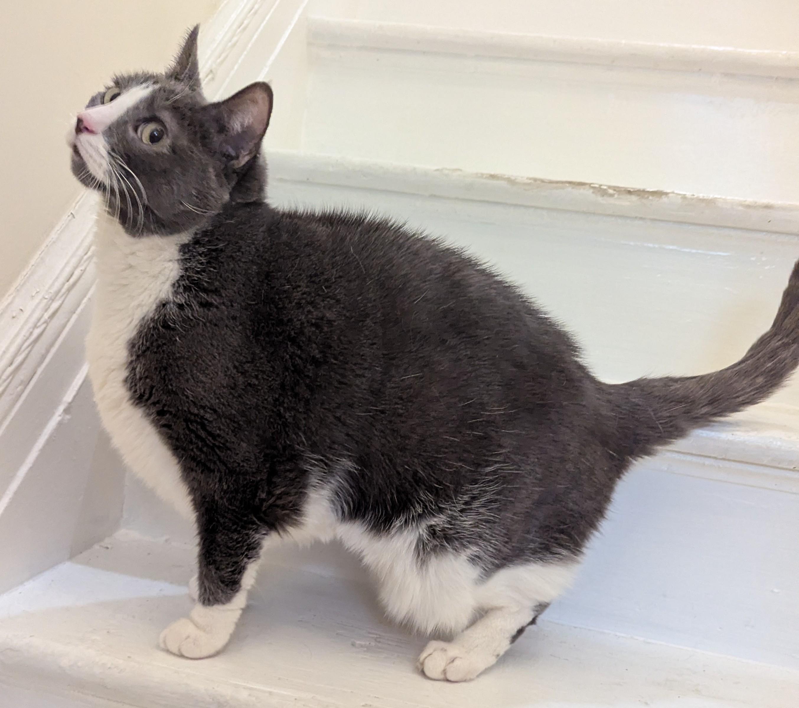 Tip, Adoptable, Adult Male Domestic Short Hair.