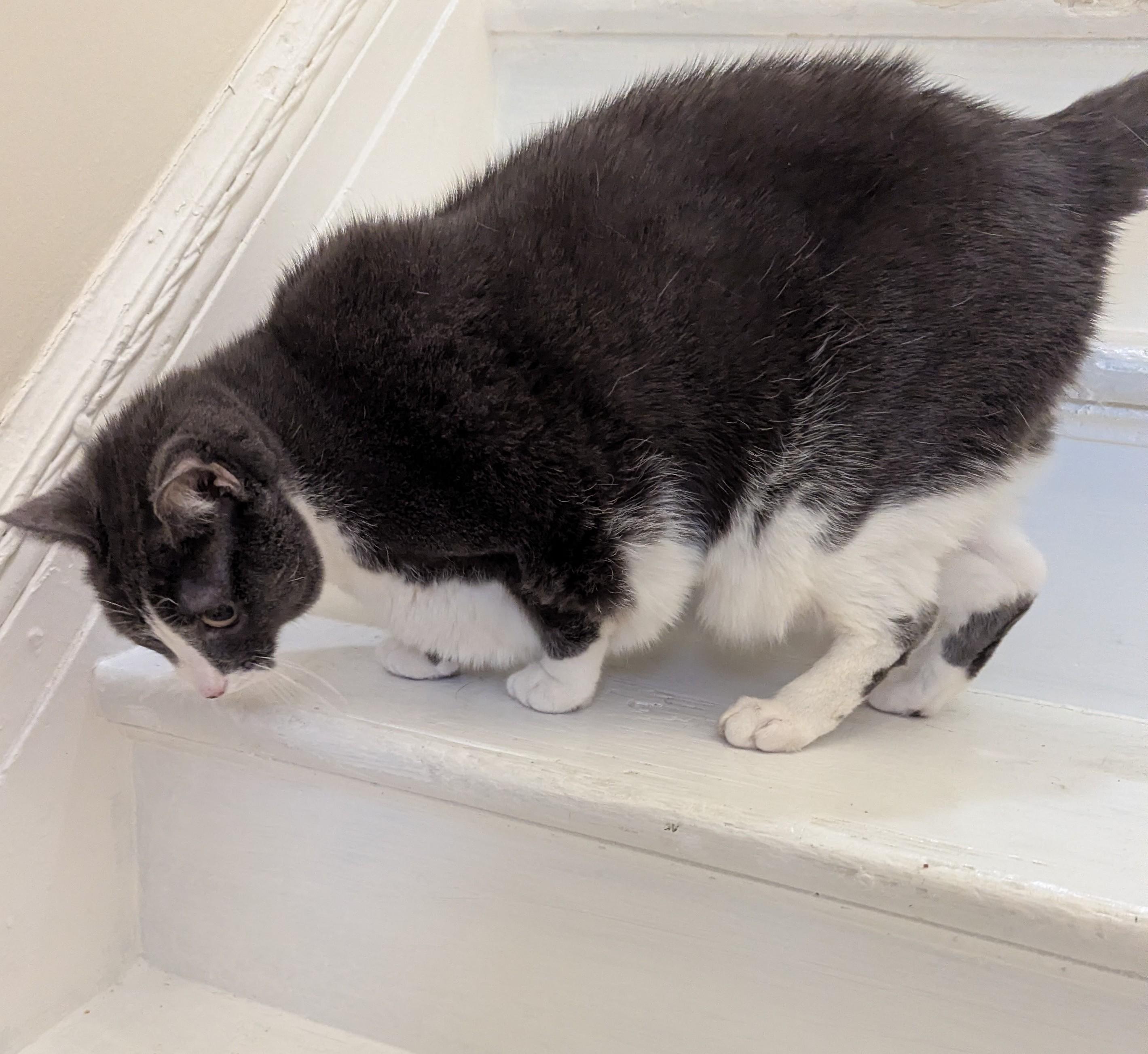 Enlarge Tip, a Adoptable Domestic Short Hair in Weehawken, NJ image 4/4