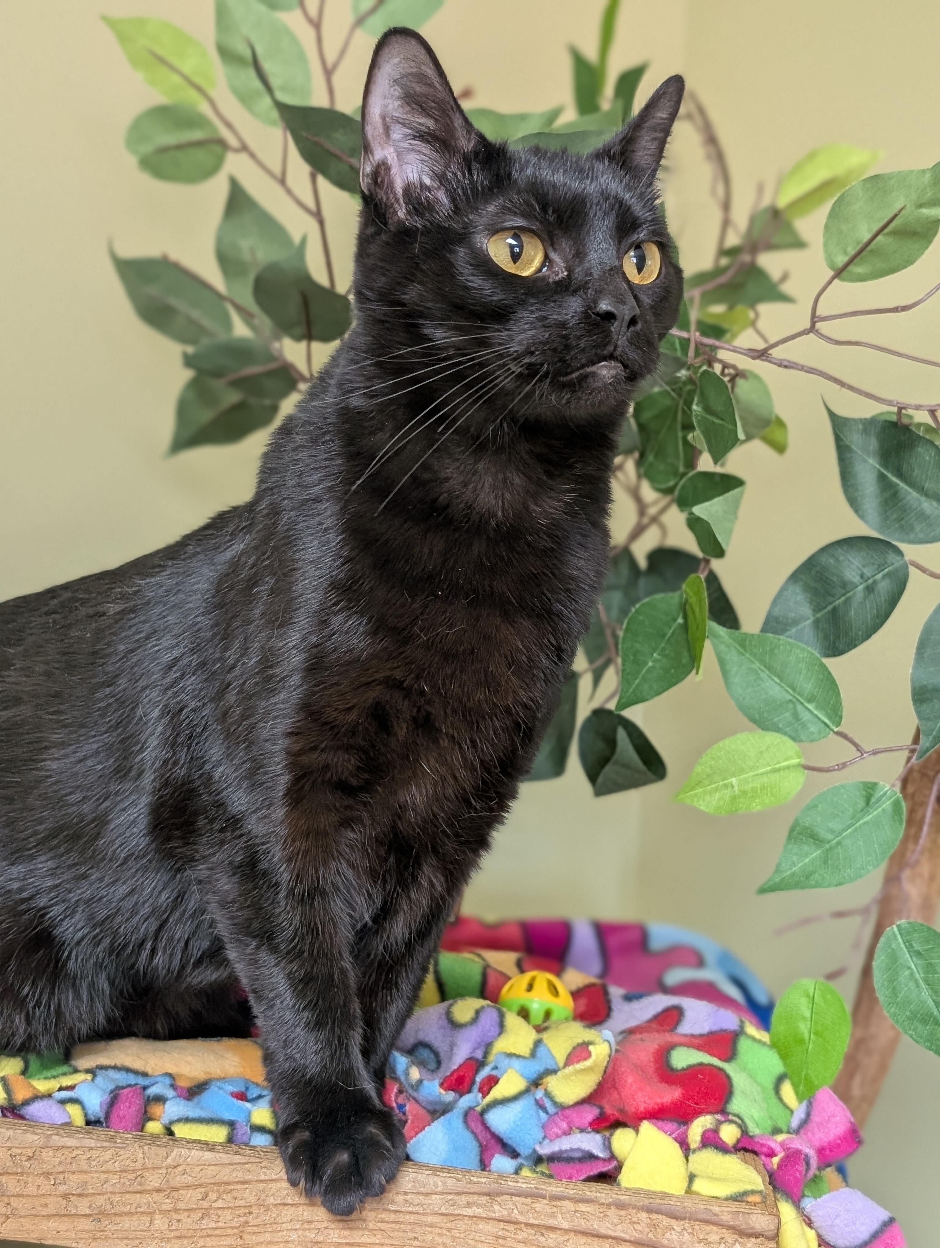 Enlarge Nala, an adoptable Domestic Short Hair in Hastings, NE image 3/3