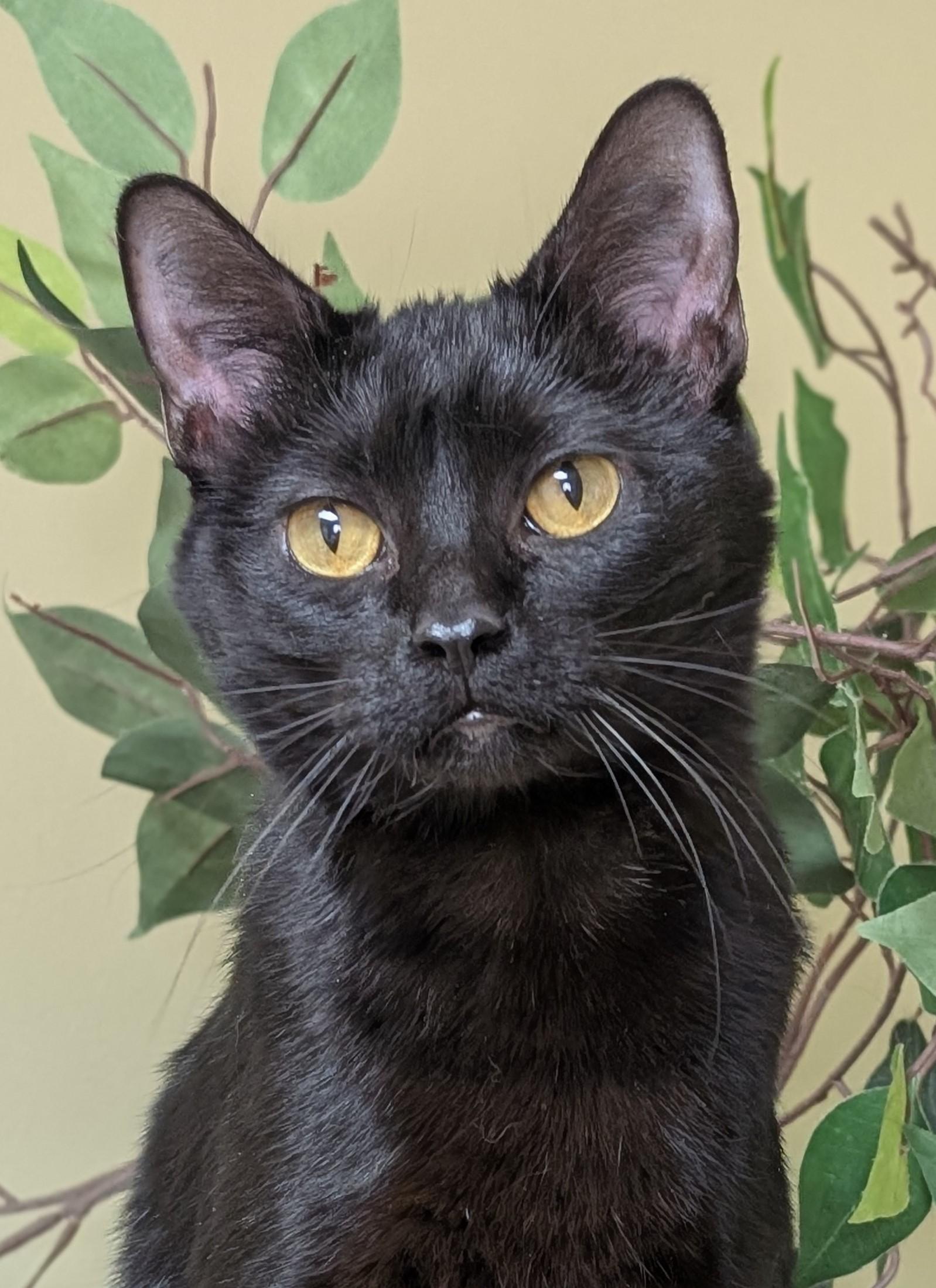 Enlarge Nala, an adoptable Domestic Short Hair in Hastings, NE image 1/3