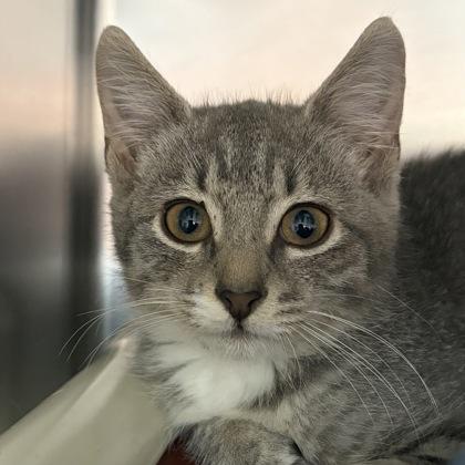 Nubbi, an adopted Domestic Short Hair in North Myrtle Beach, SC image 2/3