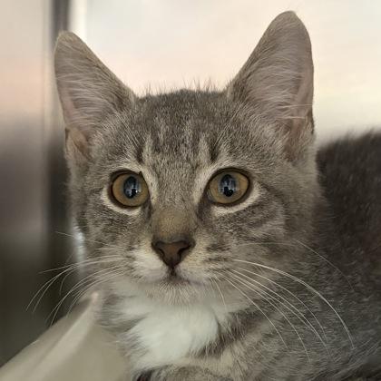 Nubbi, an adopted Domestic Short Hair in North Myrtle Beach, SC image 3/3