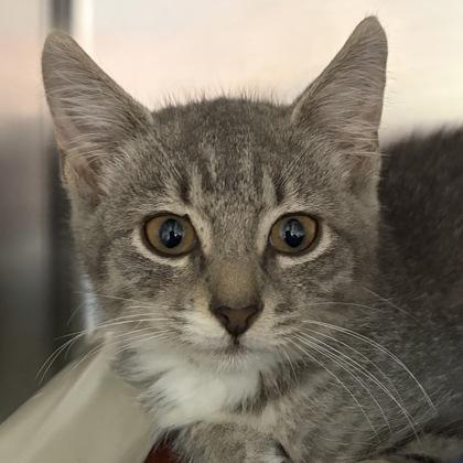 Nubbi, an adopted Domestic Short Hair in North Myrtle Beach, SC image 1/3