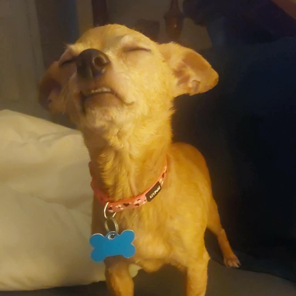 Enlarge Mocha, a Adoptable Chihuahua in Gulfport, MS image 1/6