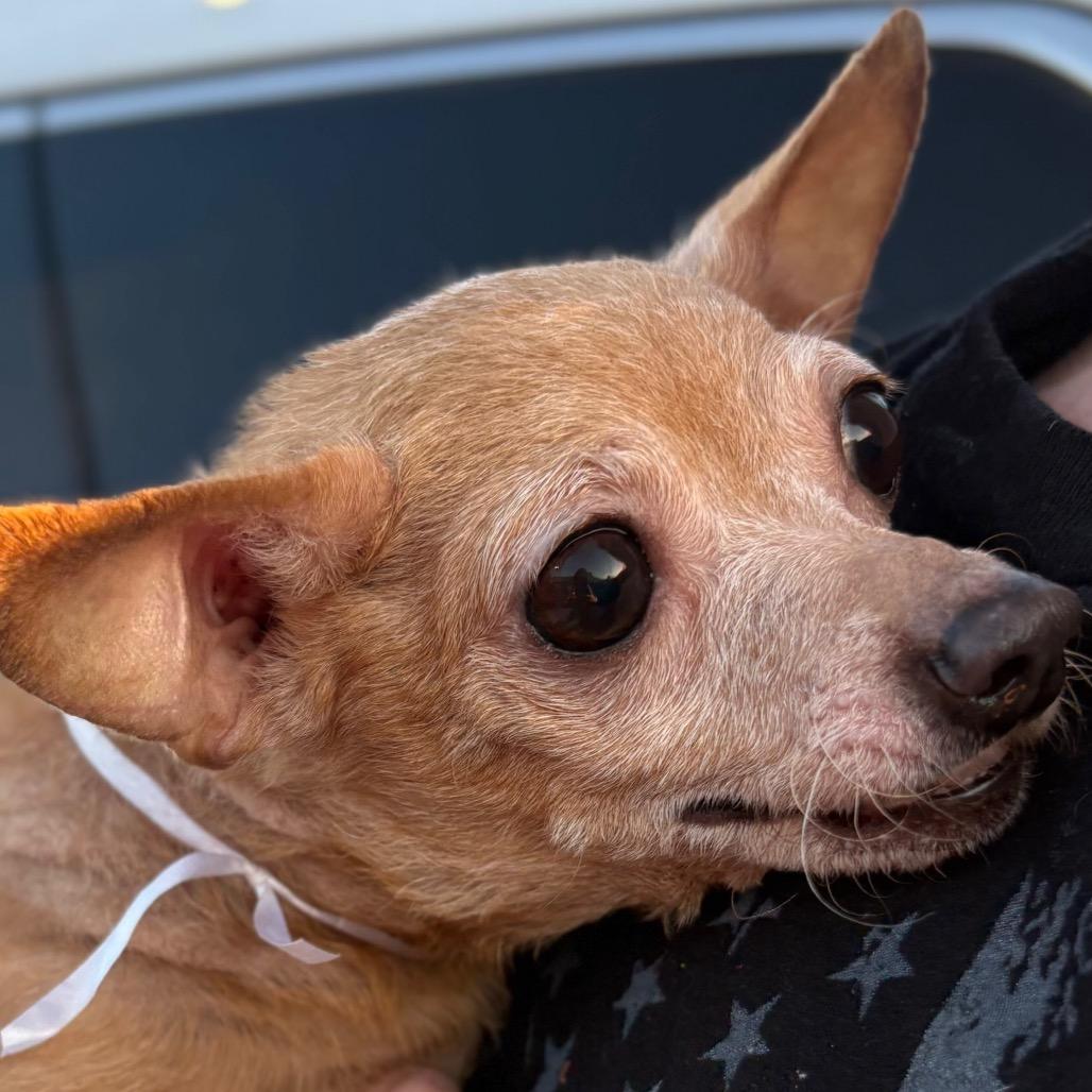 Enlarge Mocha, a Adoptable Chihuahua in Gulfport, MS image 2/6