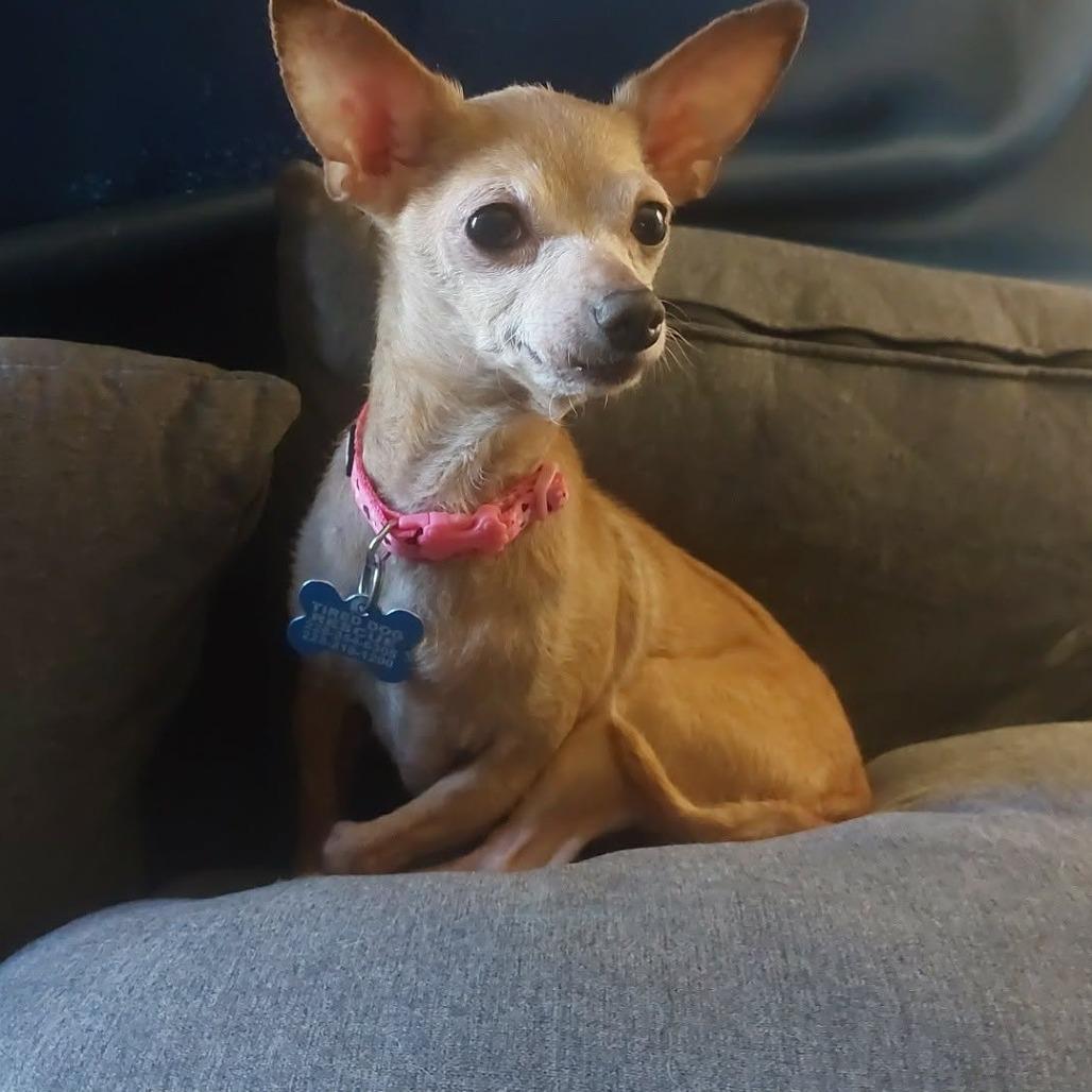 Enlarge Mocha, a Adoptable Chihuahua in Gulfport, MS image 3/6