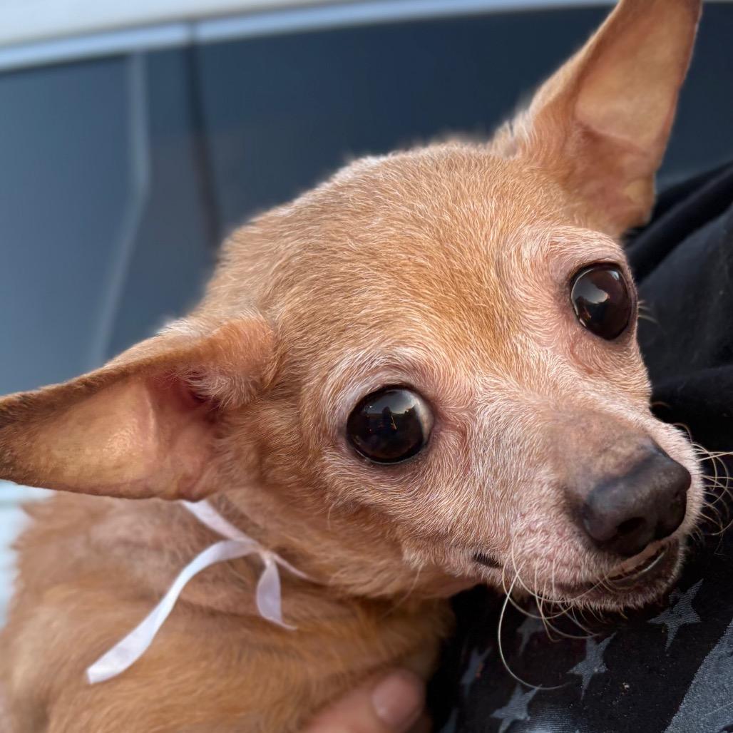 Enlarge Mocha, a Adoptable Chihuahua in Gulfport, MS image 4/6