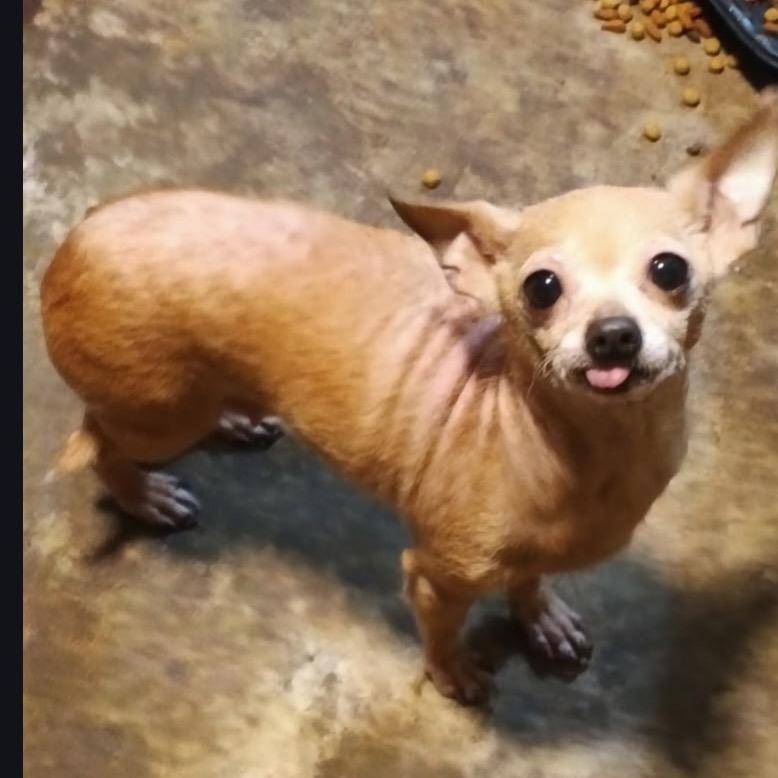 Enlarge Mocha, a Adoptable Chihuahua in Gulfport, MS image 5/6