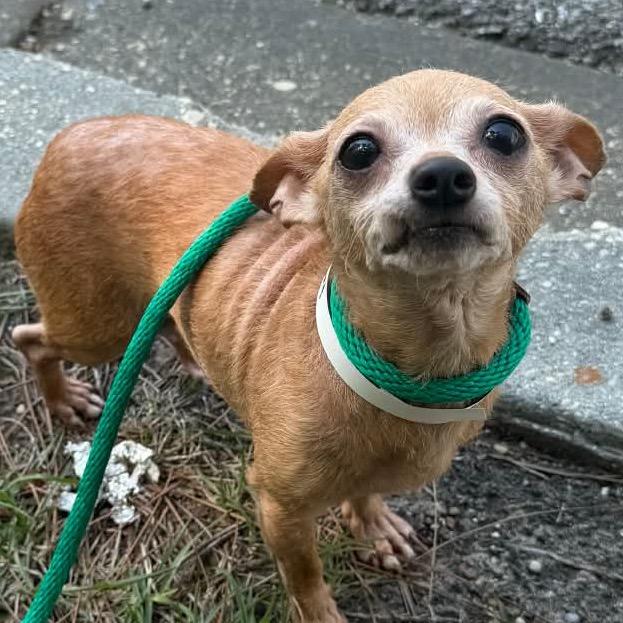 Enlarge Mocha, a Adoptable Chihuahua in Gulfport, MS image 6/6