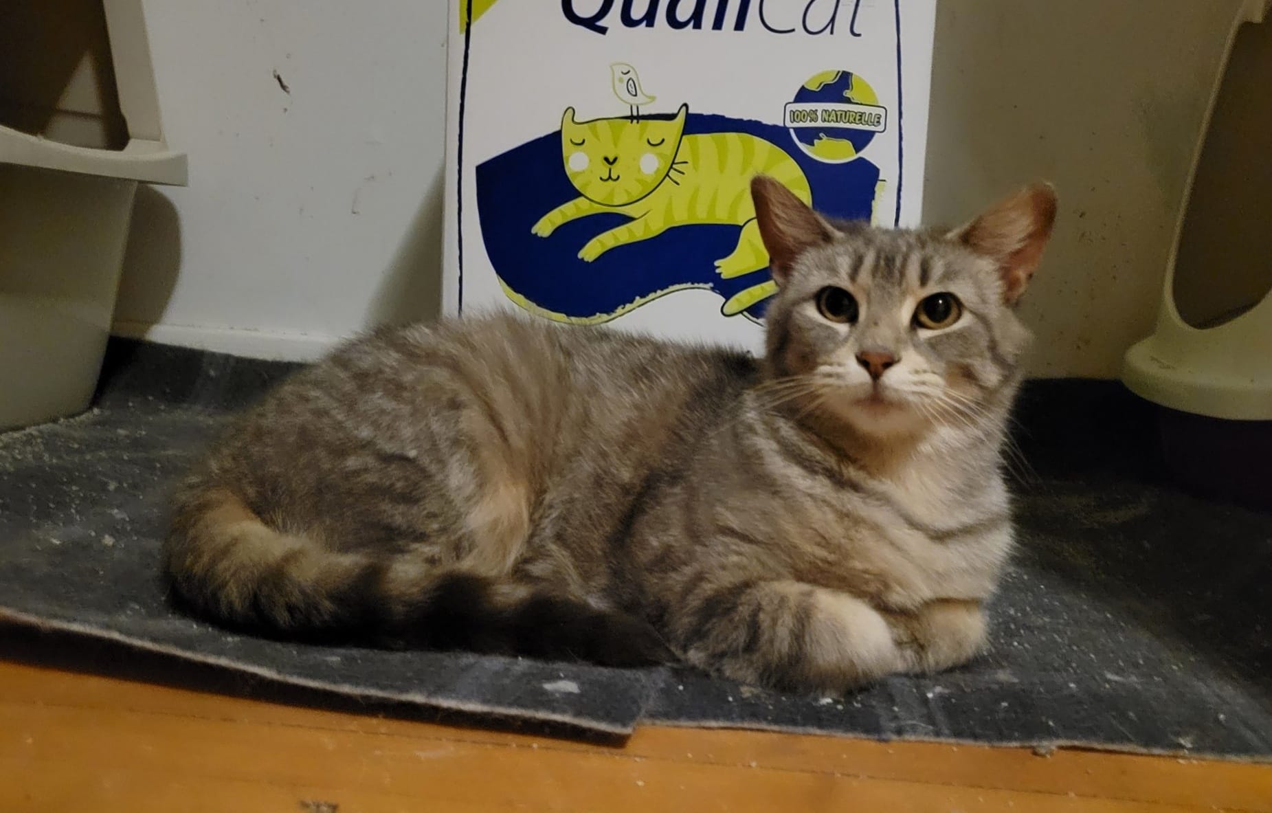 Enlarge Sinead, a Adoptable Domestic Short Hair in Spencerville, ON image 5/6