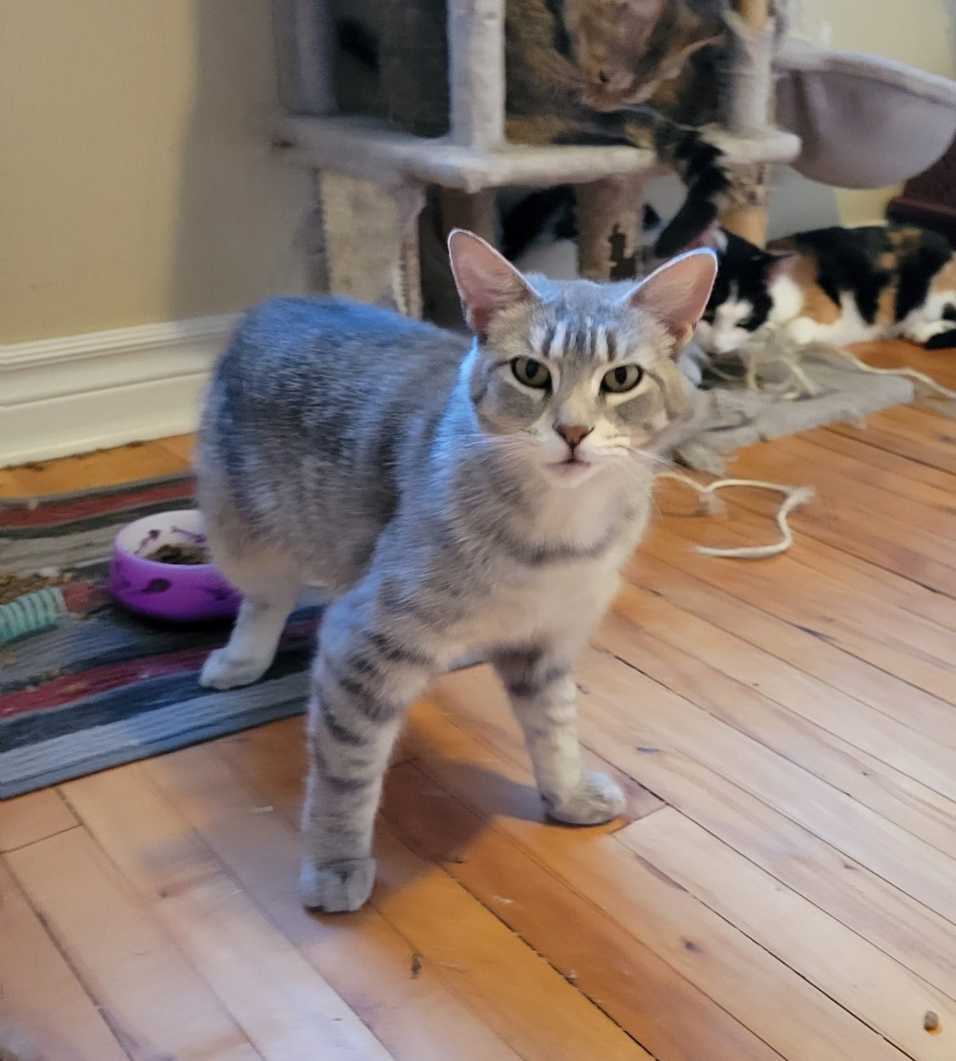 Sinead, Adoptable, Adult Female Domestic Short Hair.