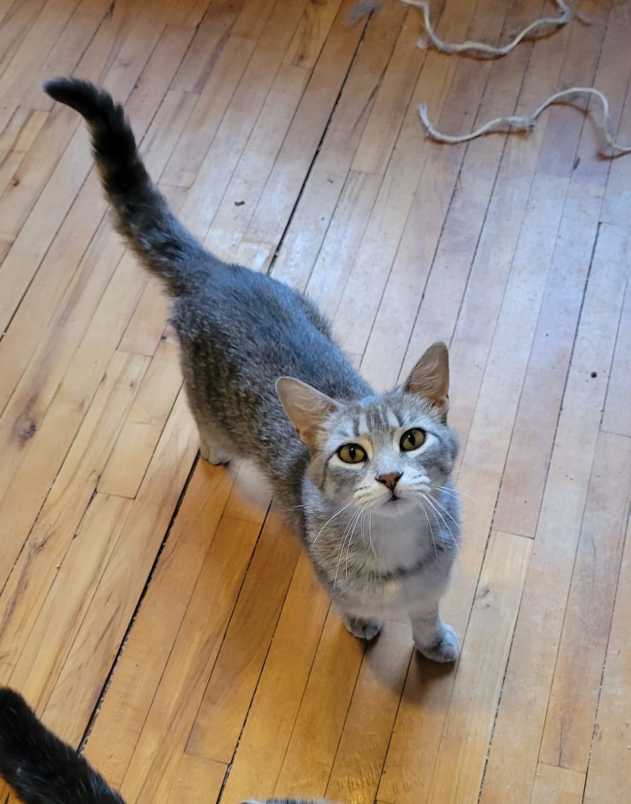 Enlarge Sinead, a Adoptable Domestic Short Hair in Spencerville, ON image 1/6