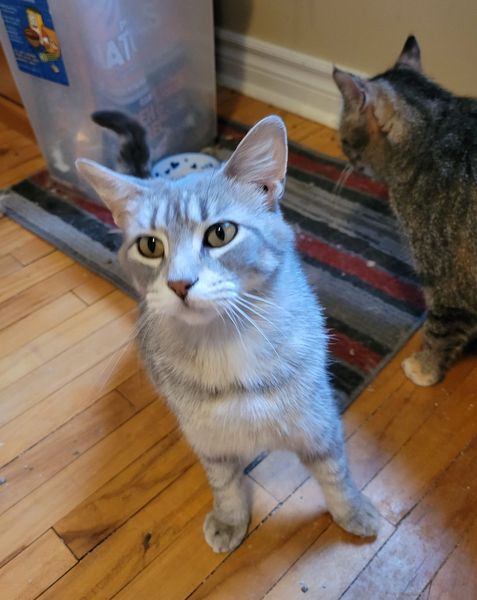 Enlarge Sinead, a Adoptable Domestic Short Hair in Spencerville, ON image 2/6