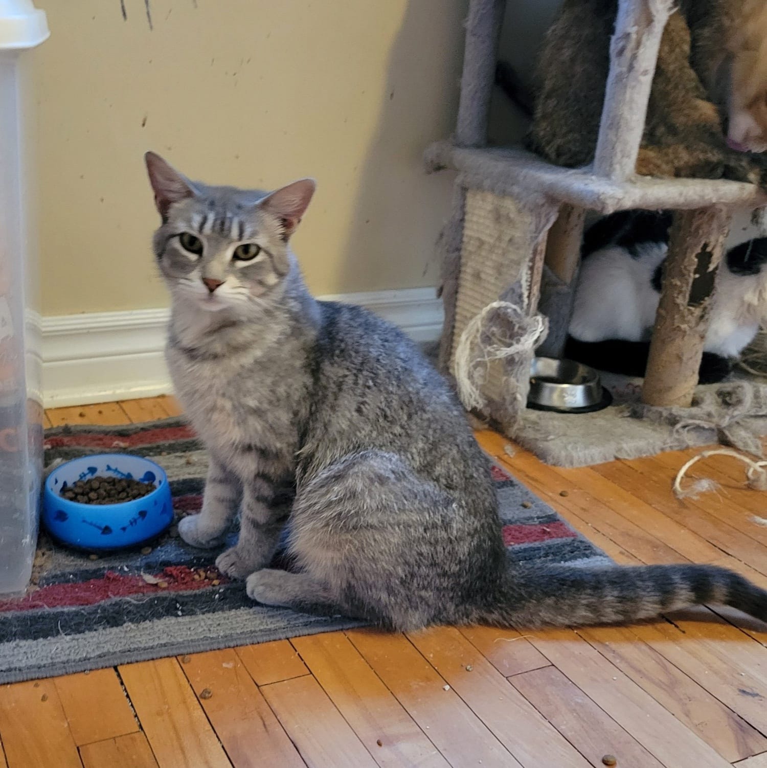 Enlarge Sinead, a Adoptable Domestic Short Hair in Spencerville, ON image 3/6