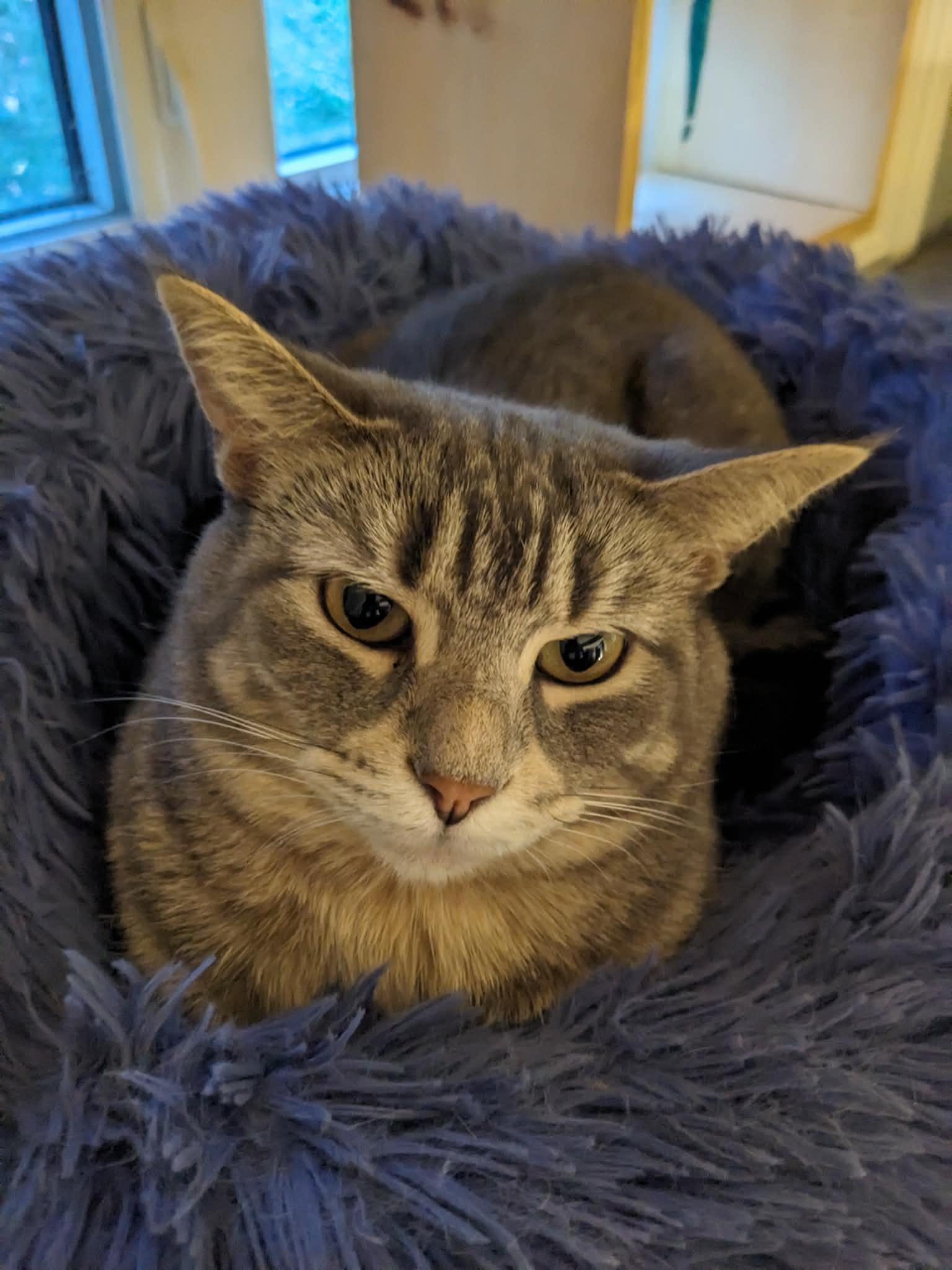 Sinead & Moira , a Adoptable Domestic Short Hair in Spencerville, ON image 5/6