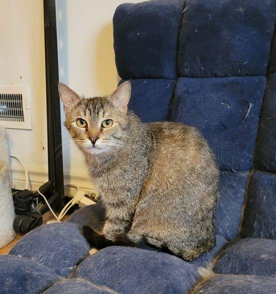 Enlarge Sinead & Moira , a Adoptable Domestic Short Hair in Spencerville, ON image 4/6