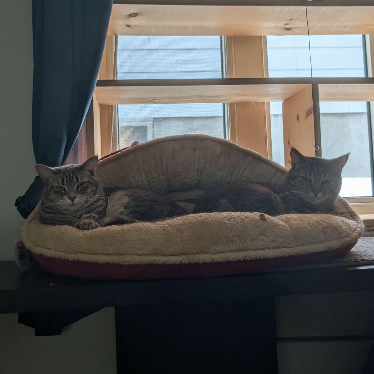 Sinead & Moira , Adoptable, Adult Female Domestic Short Hair.