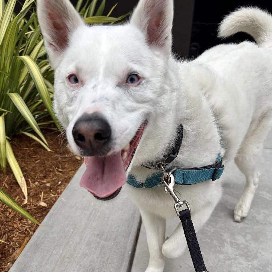 Enlarge Paloma, a Adoptable mixed breed in Oakland, CA image 1/3