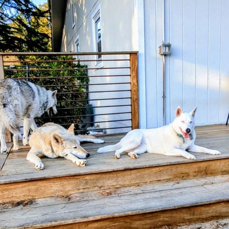 Paloma, Adoptable, Adult Female Australian Cattle Dog / Blue Heeler & Siberian Husky.