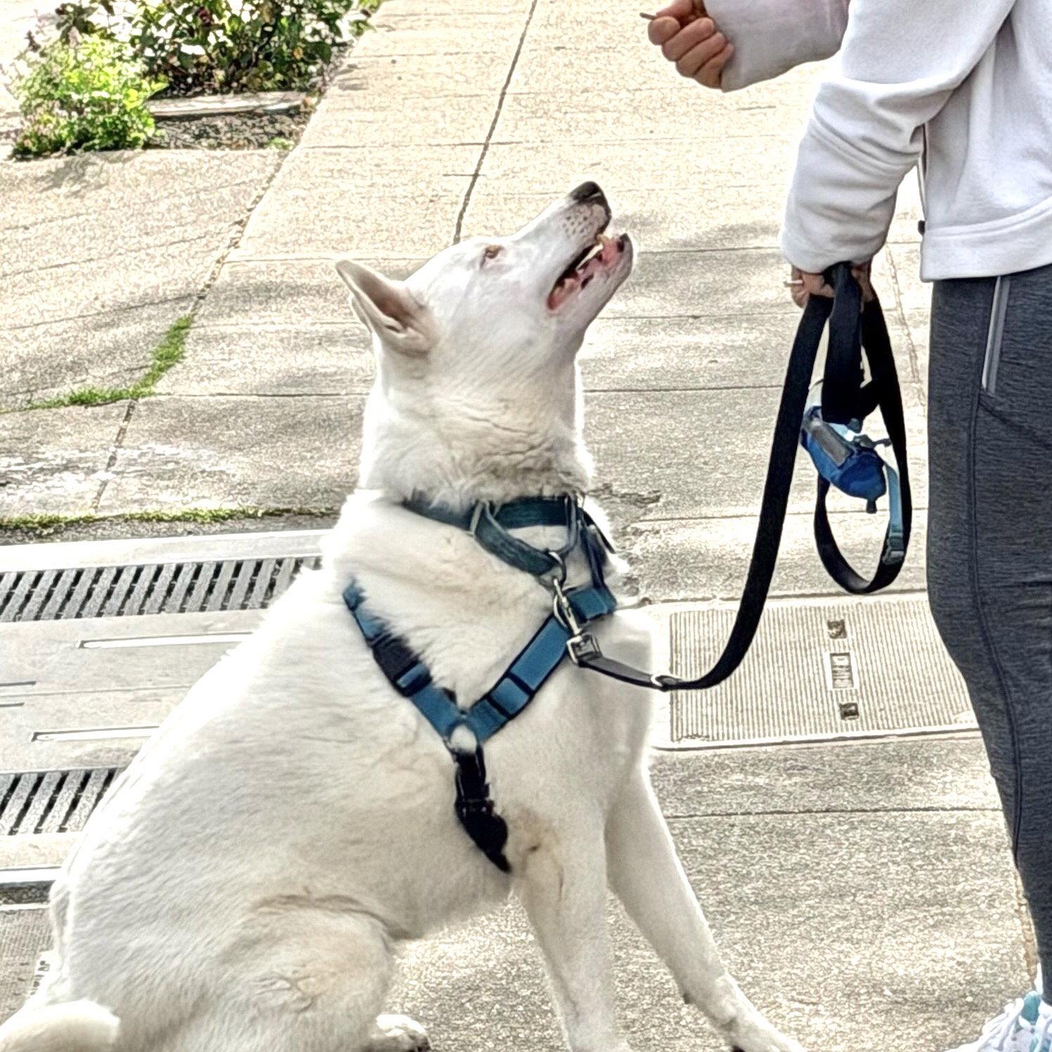 Paloma, Adoptable, Adult Female Australian Cattle Dog / Blue Heeler & Siberian Husky.