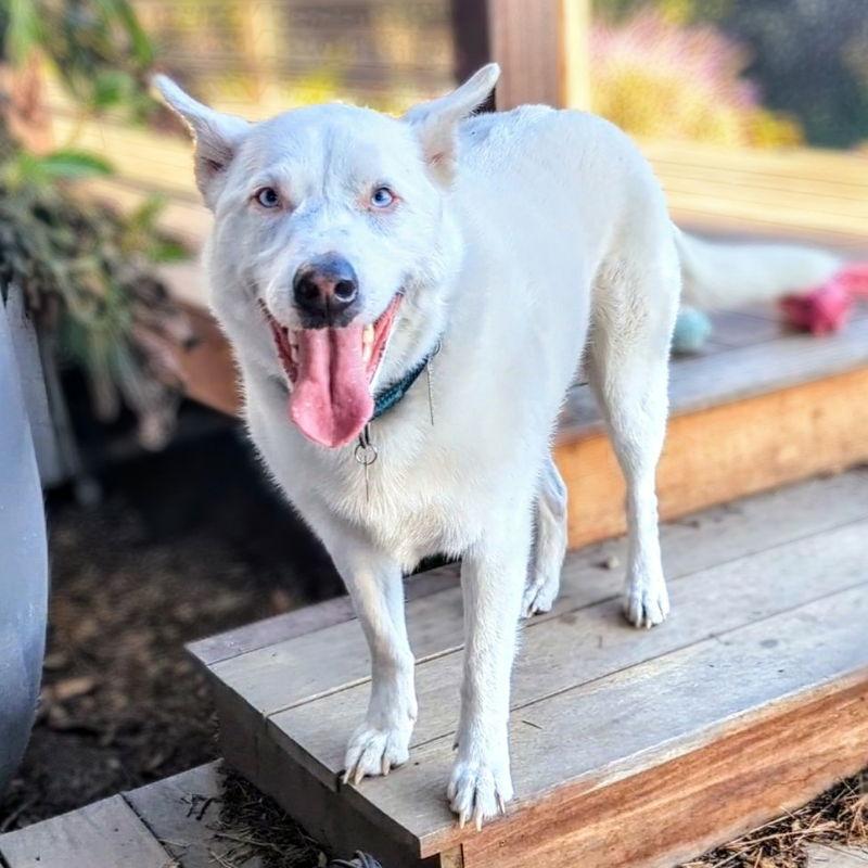 Enlarge Paloma, a Adoptable mixed breed in Oakland, CA image 3/3