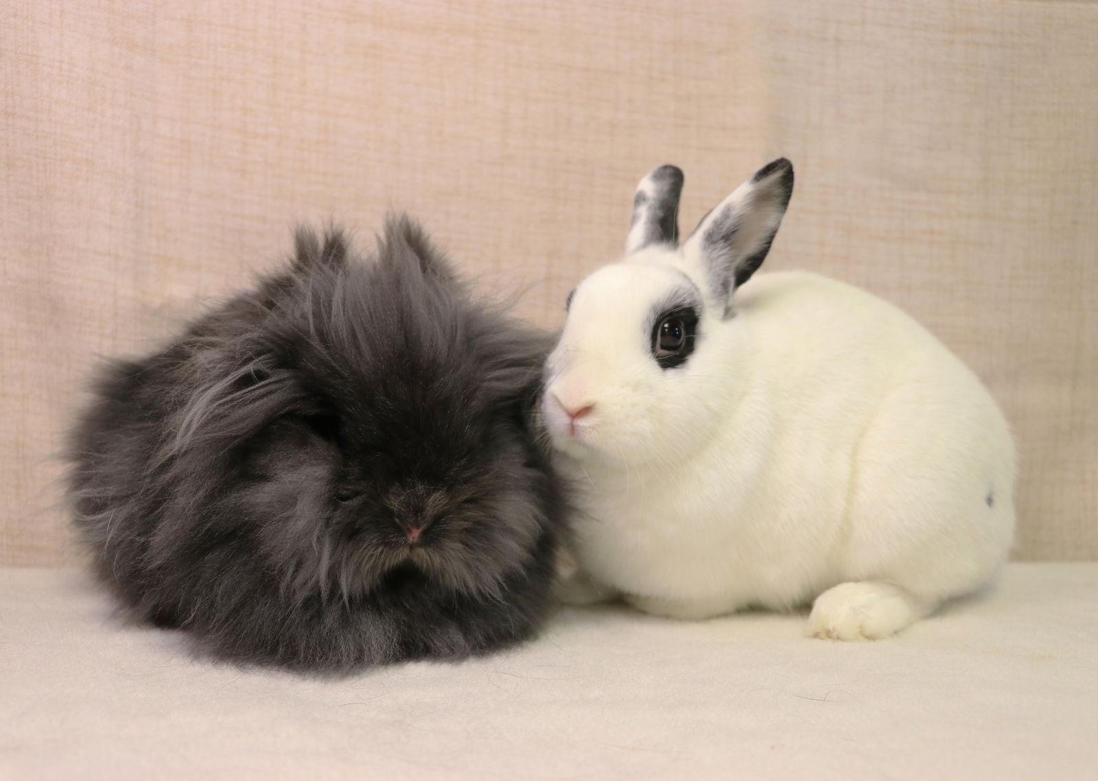 Jett, Adoptable, Young Male Bunny Rabbit.