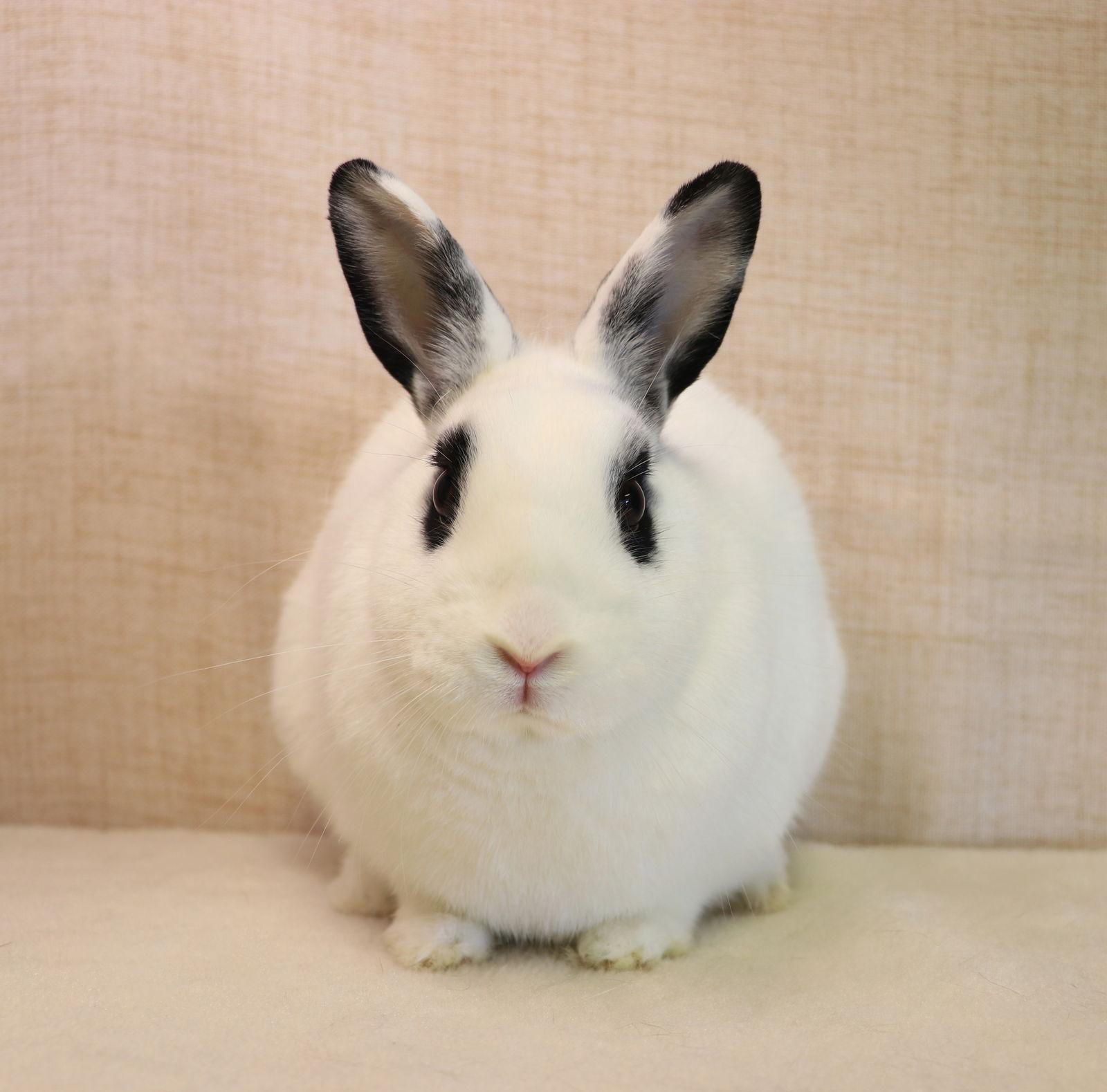 Jett, Adoptable, Young Male Bunny Rabbit.