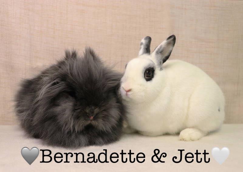 Jett, Adoptable, Young Male Bunny Rabbit.