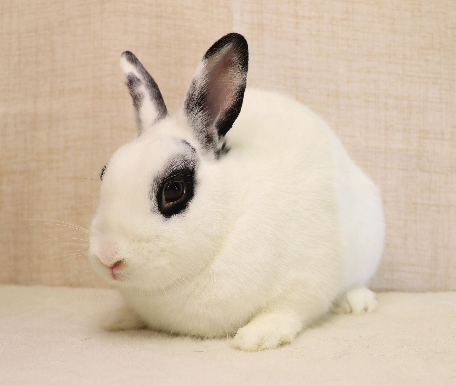 Enlarge Jett, a Adoptable Bunny Rabbit in Lakeville, MN image 4/5