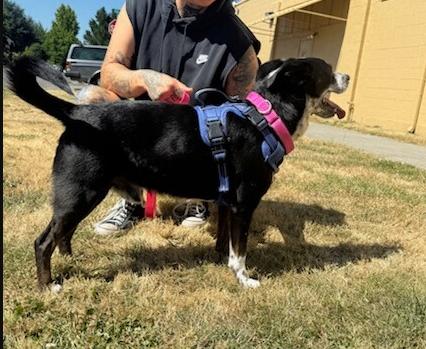 Enlarge Thumper, a Adoptable mixed breed in North Bend, WA image 3/3