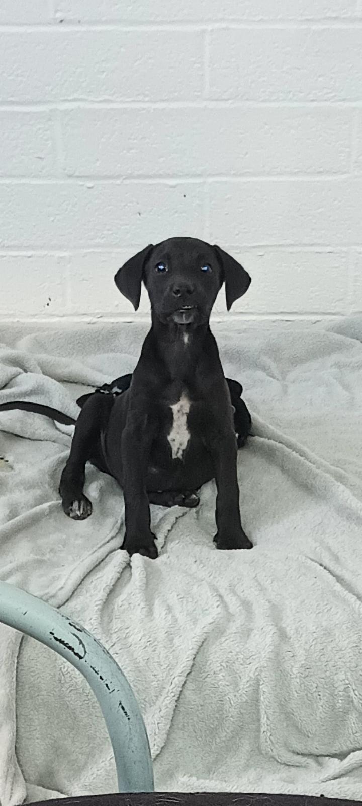 Enlarge Ronan, an adopted mixed breed in Globe, AZ image 1/1