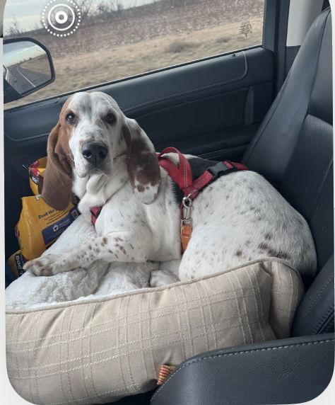 Enlarge Tater, a Adopted Basset Hound in Carrollton, TX image 1/2