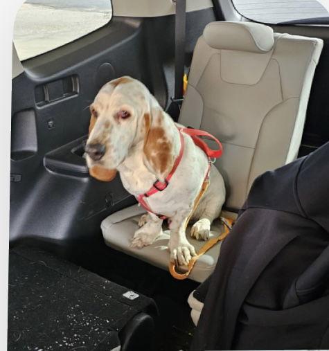 Enlarge Tater, a Adopted Basset Hound in Carrollton, TX image 2/2