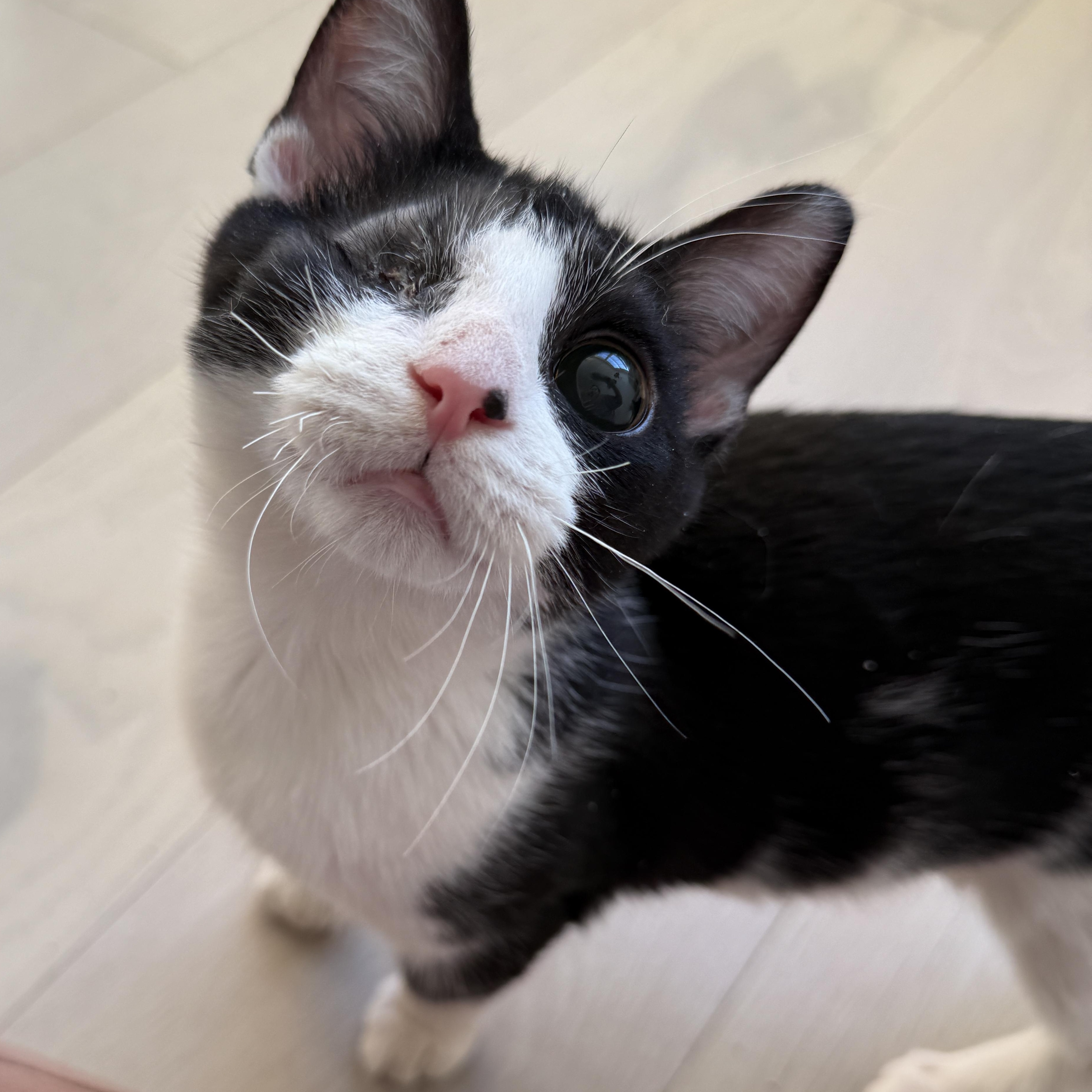 Enlarge Mackinac, a ADOPTABLE Domestic Short Hair in Alexandria, VA image 2/6