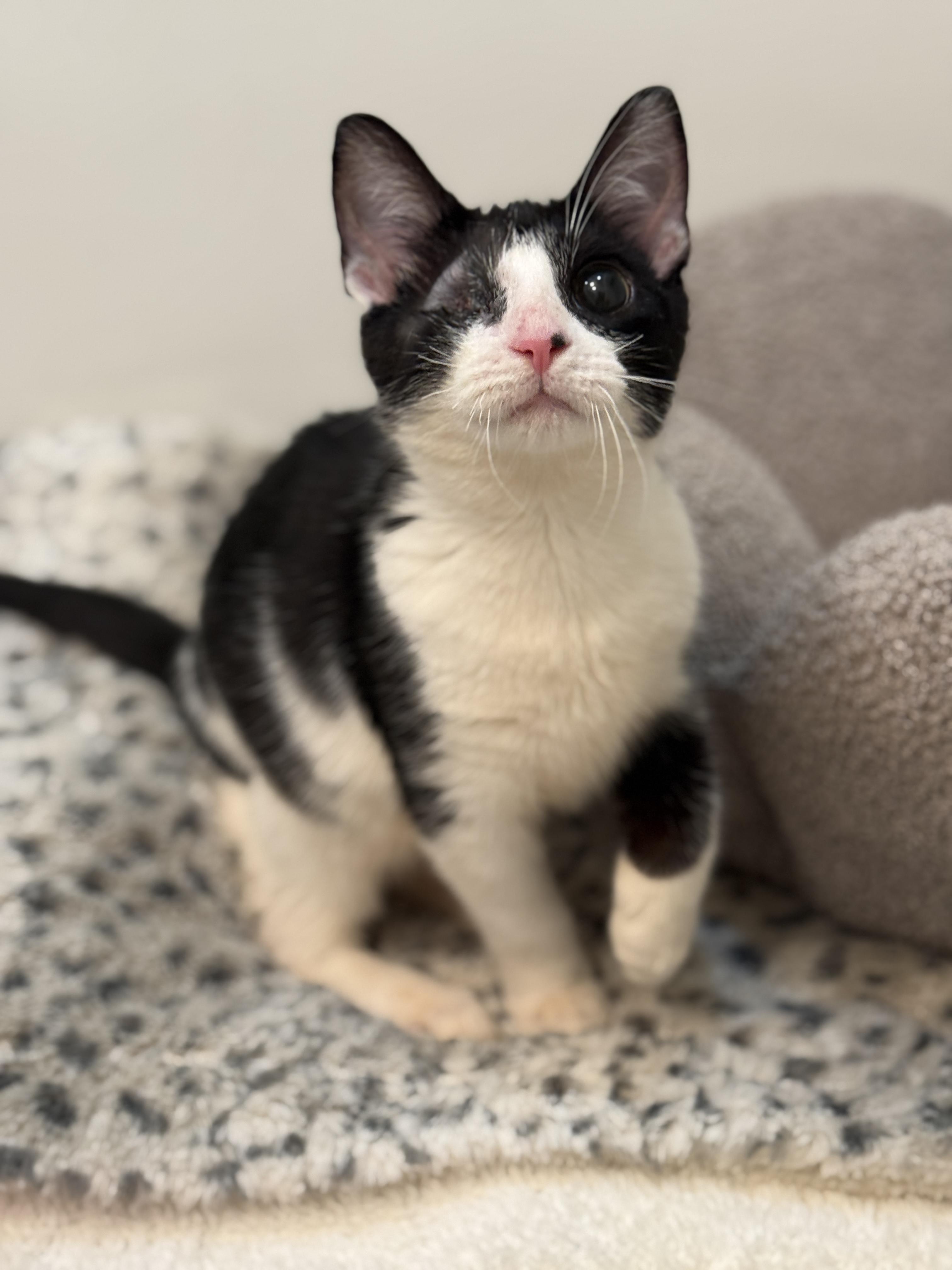 Enlarge Mackinac, a ADOPTABLE Domestic Short Hair in Alexandria, VA image 5/6