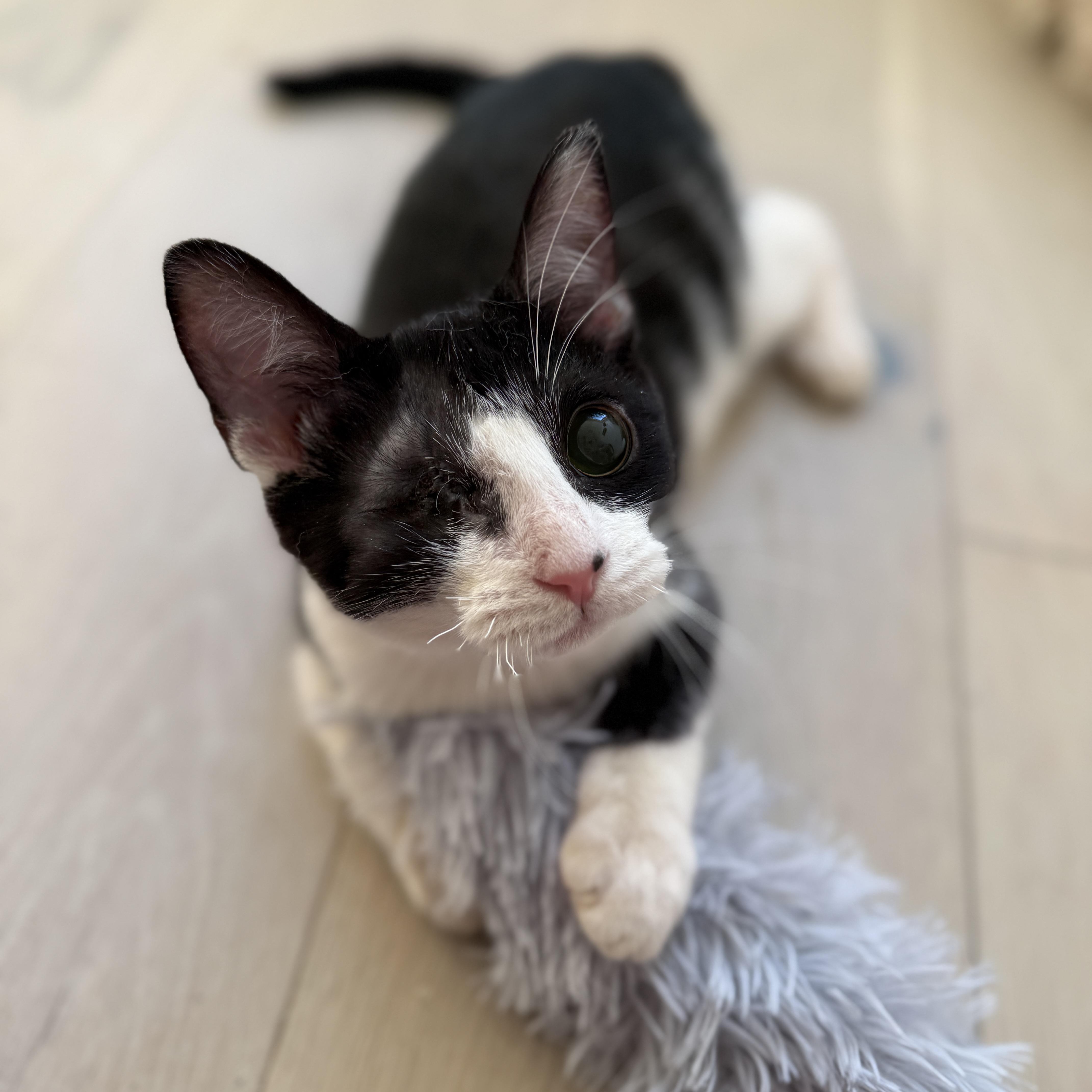 Enlarge Mackinac, a ADOPTABLE Domestic Short Hair in Alexandria, VA image 4/6