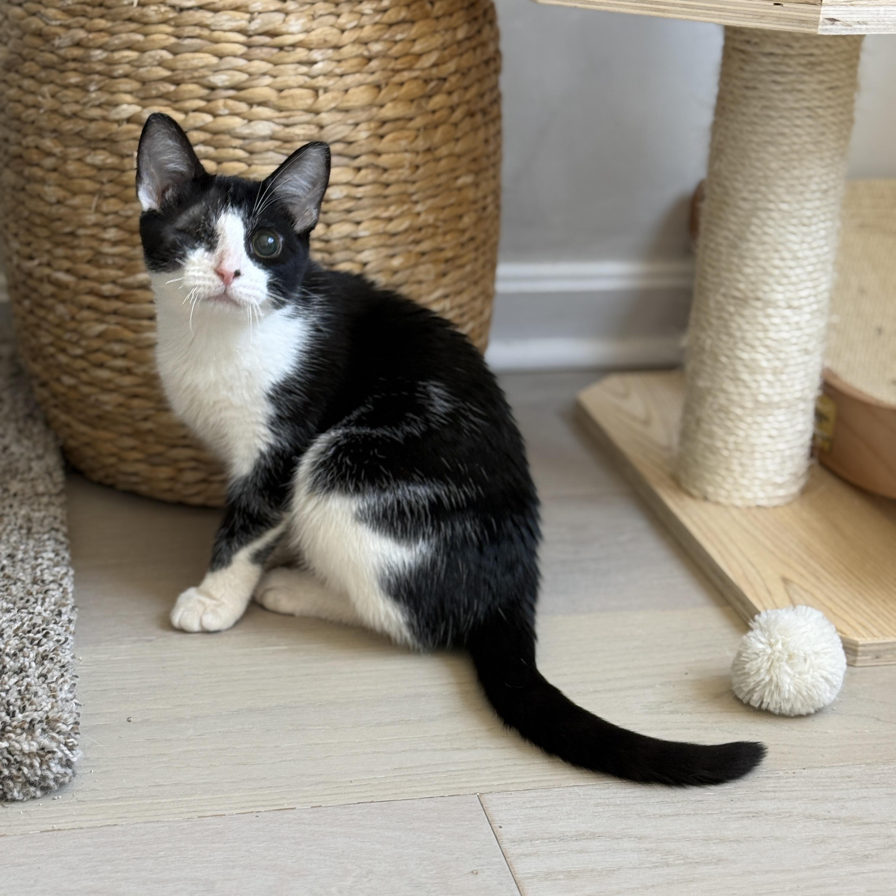 Enlarge Mackinac, a ADOPTABLE Domestic Short Hair in Alexandria, VA image 3/6