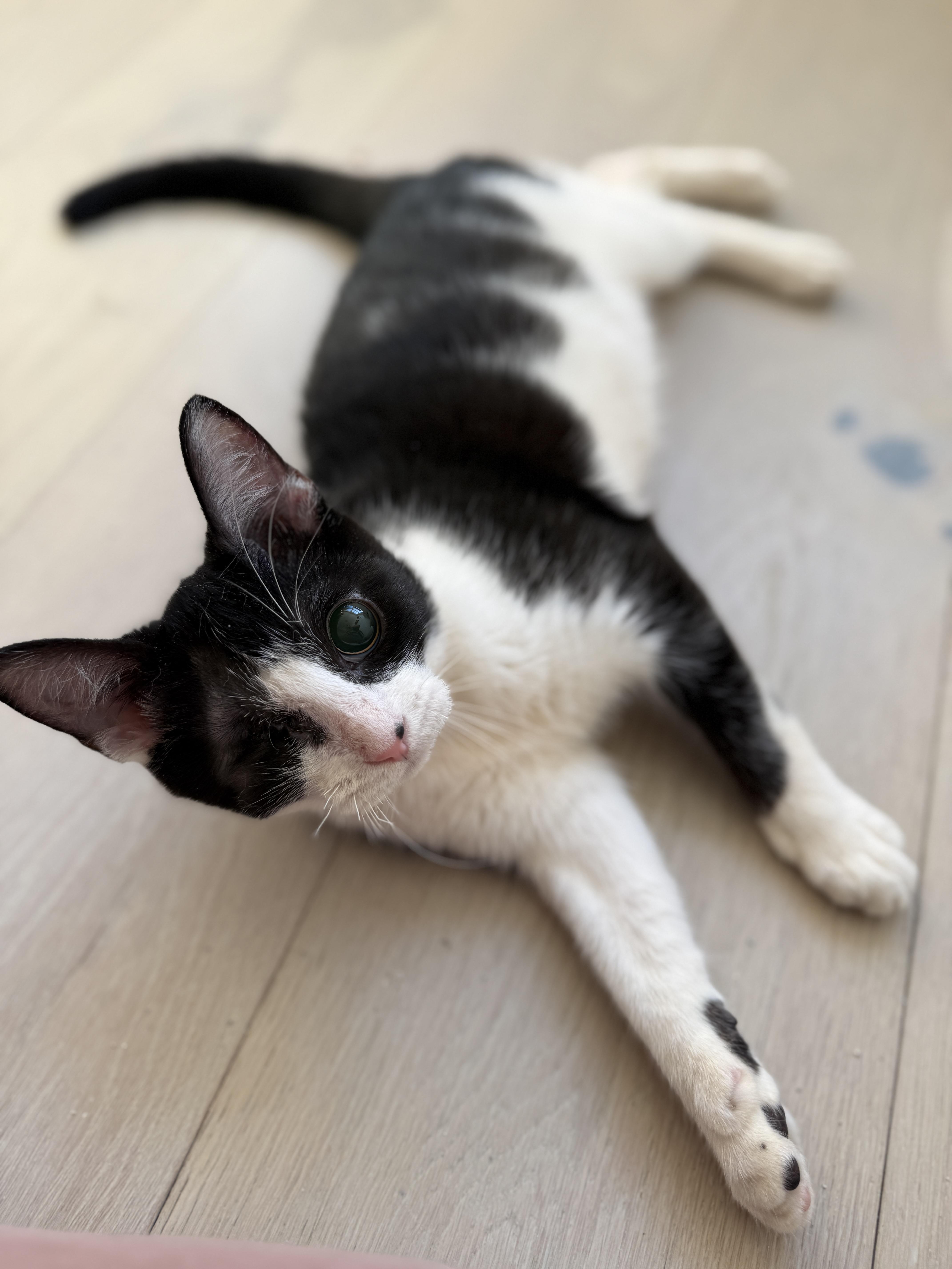 Enlarge Mackinac, a ADOPTABLE Domestic Short Hair in Alexandria, VA image 6/6