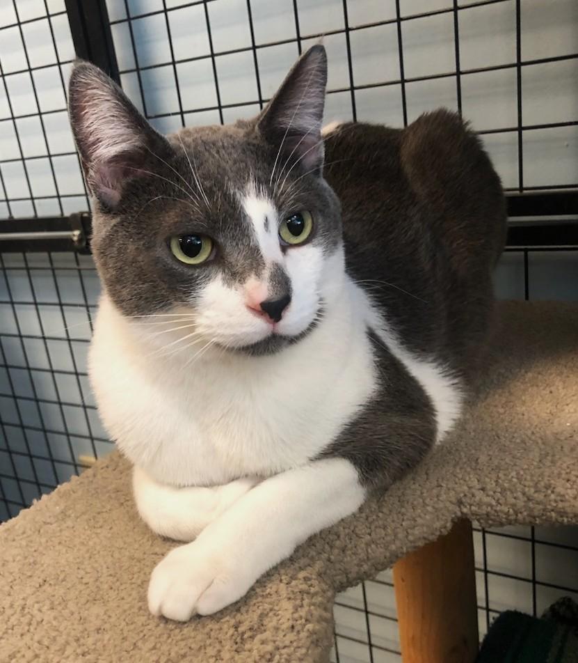 Tonic, an adopted mixed breed in Veradale, WA image 1/3