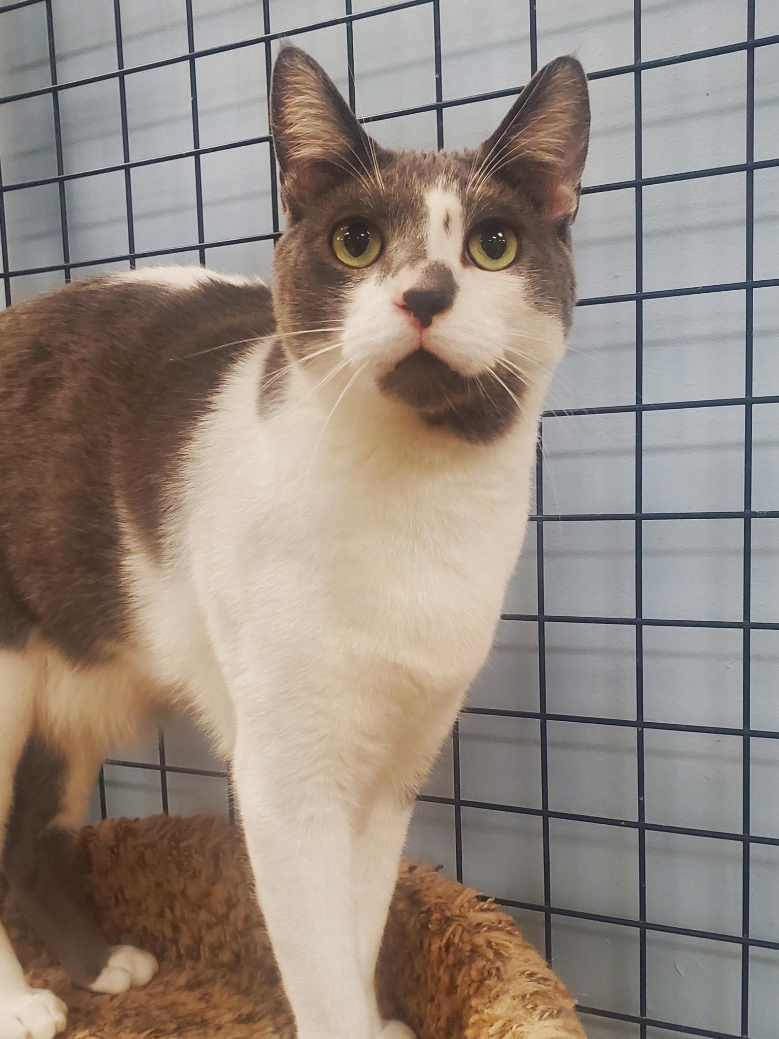 Tonic, an adopted mixed breed in Veradale, WA image 3/3